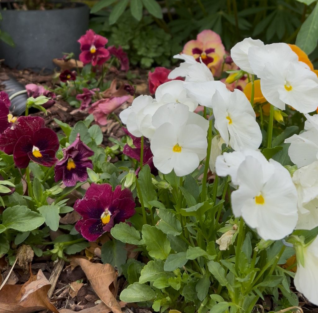 Pansies in Chattanooga, TN