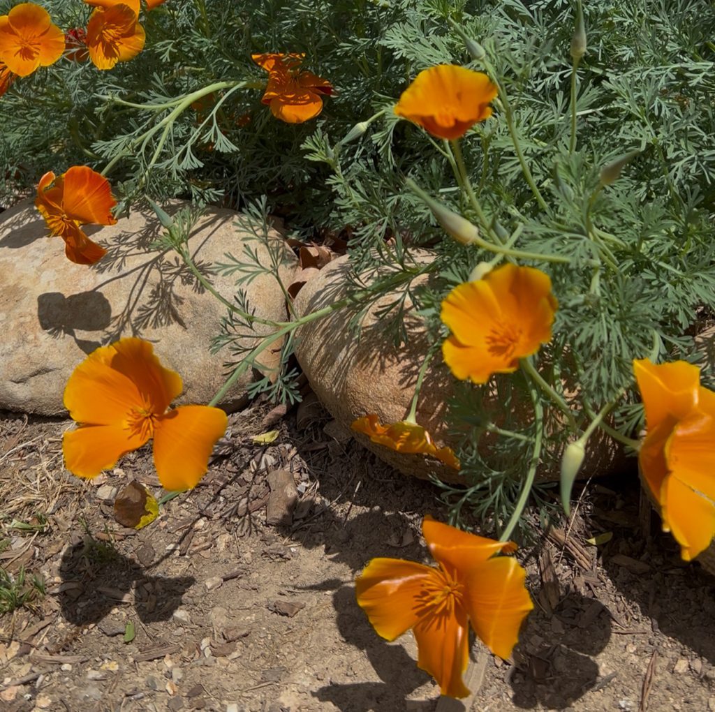 California Poppies in Chattanooga, TN