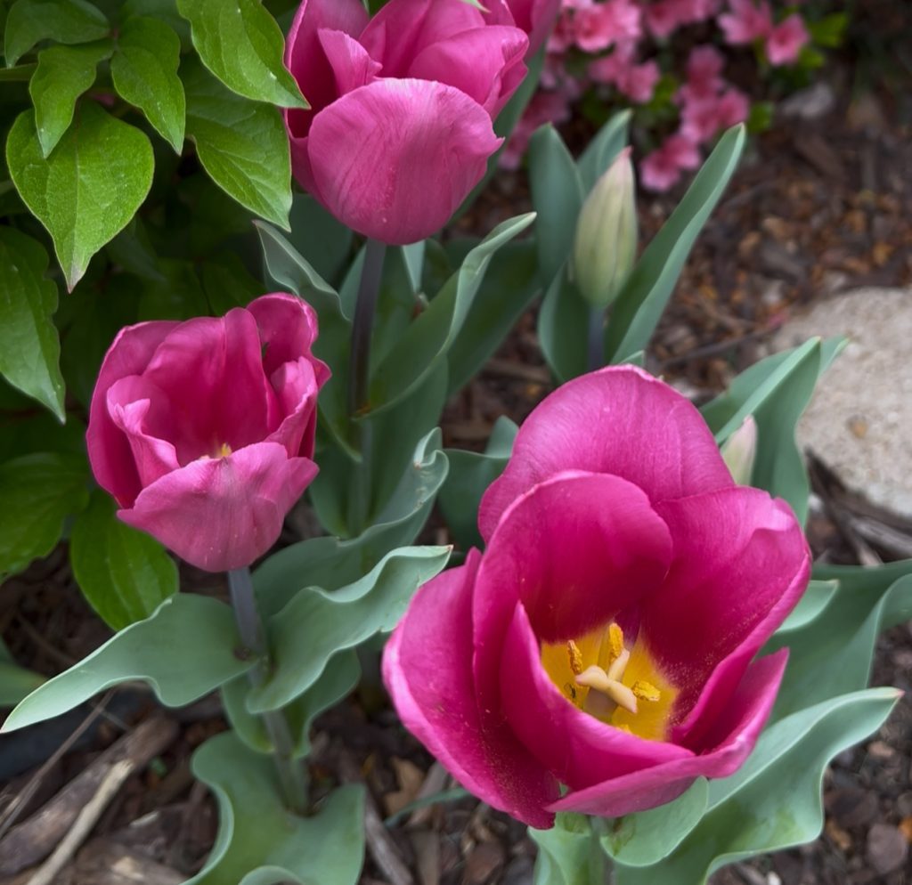 Tulips in Chattanooga