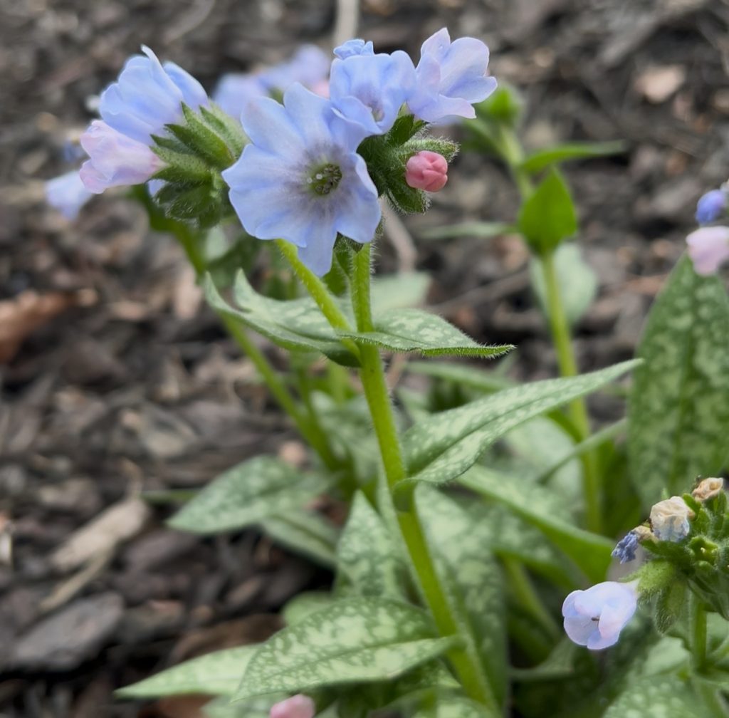 Lungwort in Chattanooga