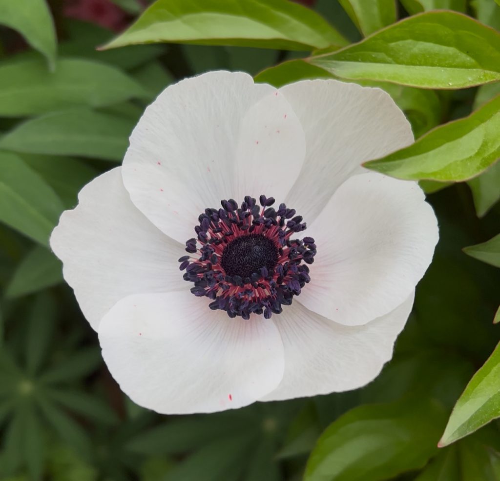 White anemones in Chattanooga, TN