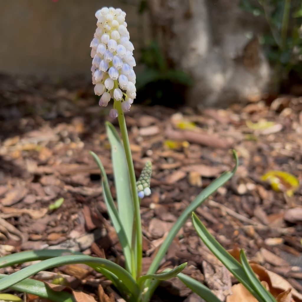 Muscari in Chattanooga, TN