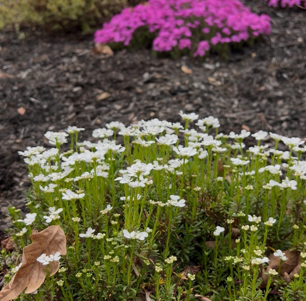 Phlox in Chattanooga, TN