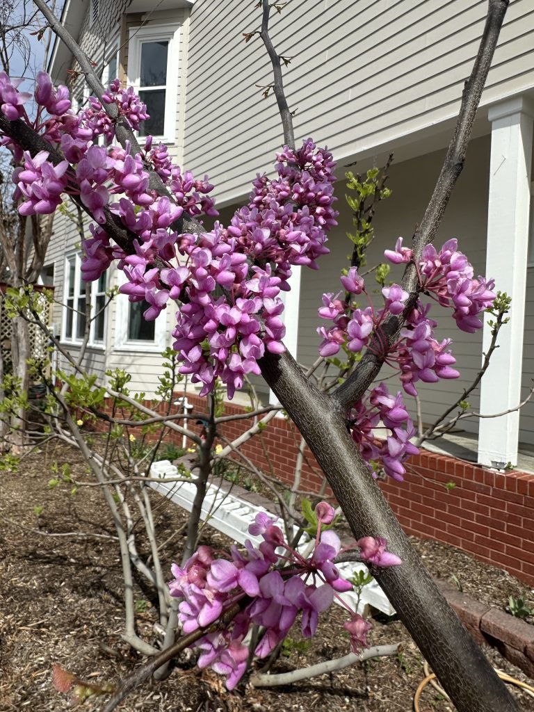 Eastern Redbud Trees in Chattanooga